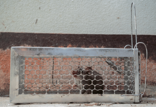 Mouse trapped in a cage
