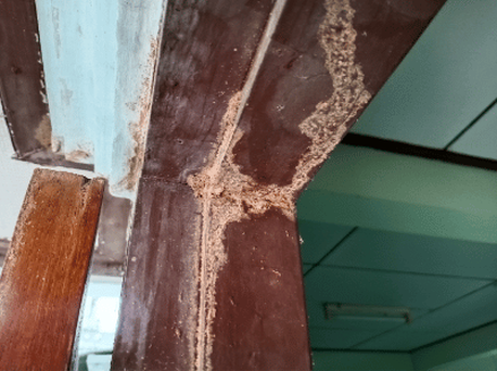 Termite damage done to door frame